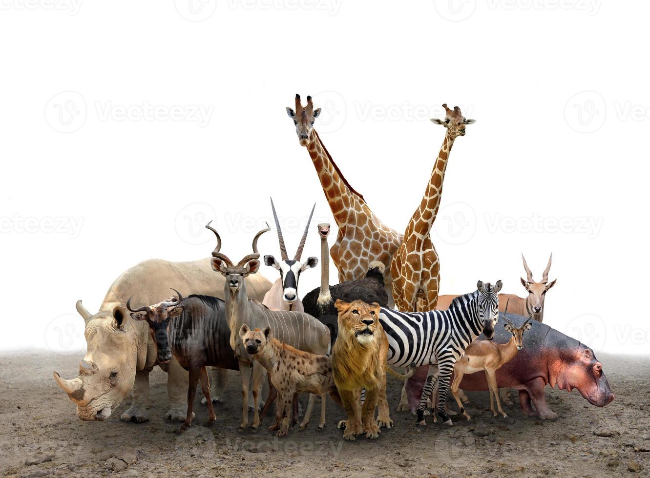 Animals